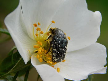 Close-up of insect on flower