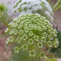 Close-up of white flowering plant