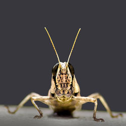 Close-up of grasshopper