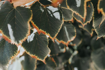 Close-up of autumn leaves