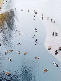 High angle view of birds swimming in lake