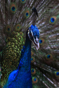 Close-up of peacock