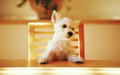 Portrait of a dog lying down on hardwood floor