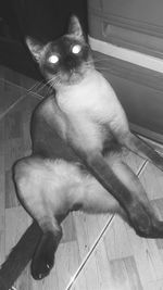 Close-up of cat