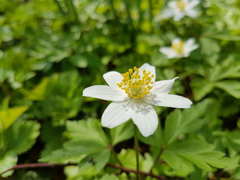 Close-up of flower blooming outdoors