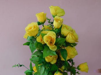 Close-up of yellow roses against white background