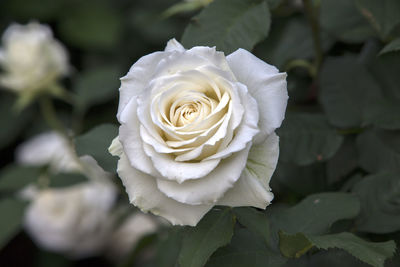 Close-up of white rose blooming in park