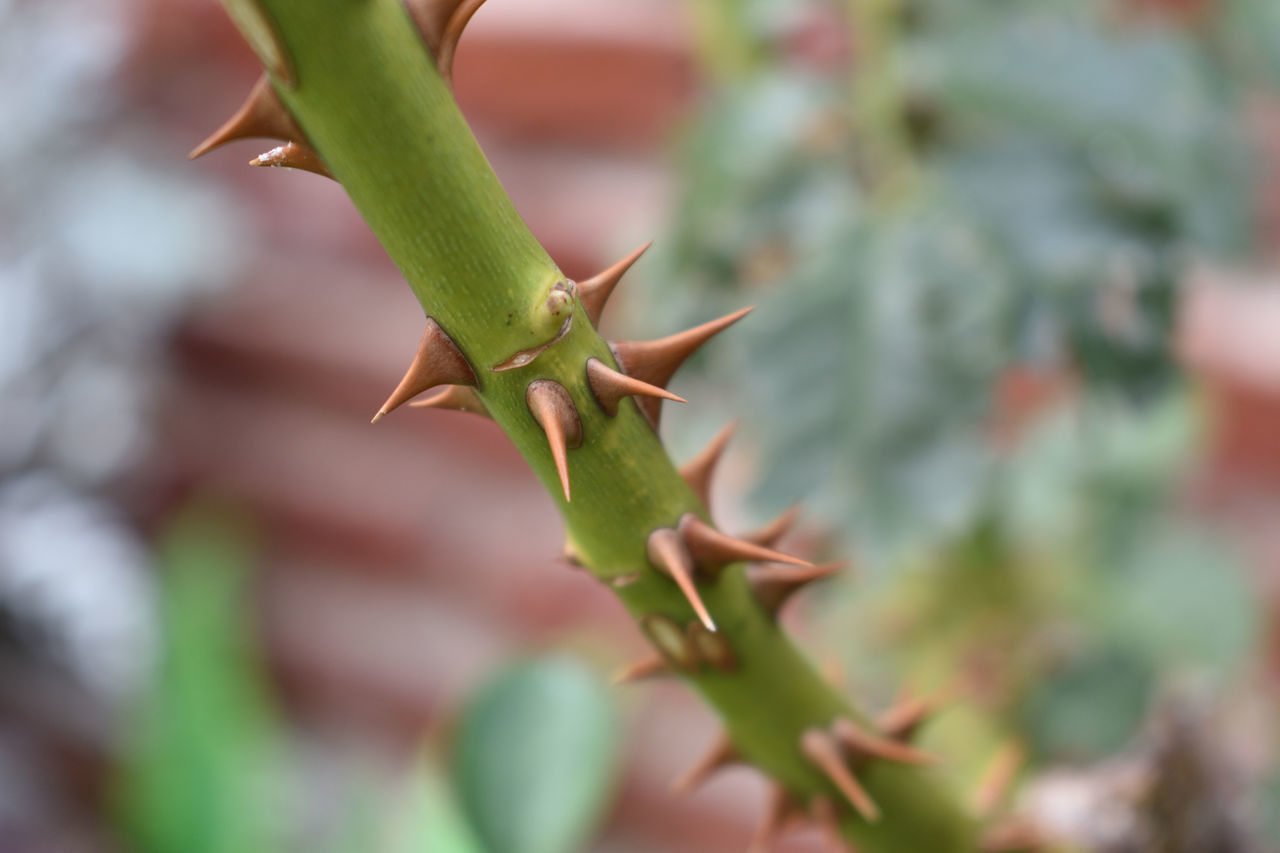 CLOSE-UP OF PLANT WITH BUDS