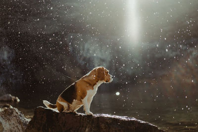 View of a dog in snow