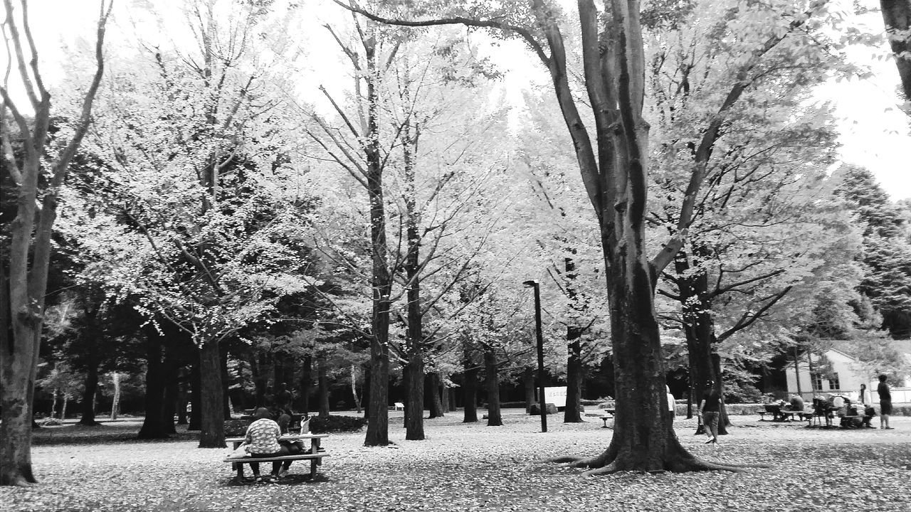 tree, large group of people, person, lifestyles, men, leisure activity, park - man made space, growth, mixed age range, tree trunk, nature, branch, park, grass, day, outdoors, sky, walking, treelined