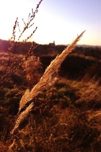 Close-up of plant against sky at sunset