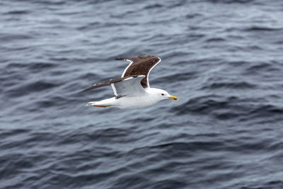 Seagull flying over sea