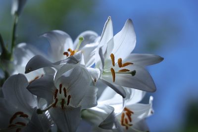 Close-up of white flowering plant