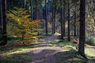 Trees in forest during autumn