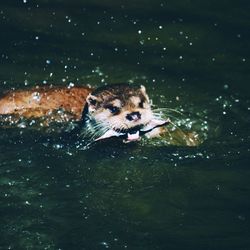 High angle view of otter carrying fish while swimming in lake