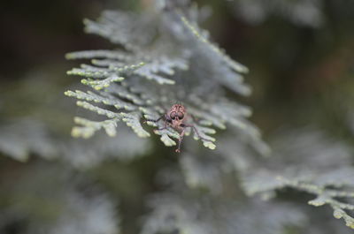 Close-up of snow on plant