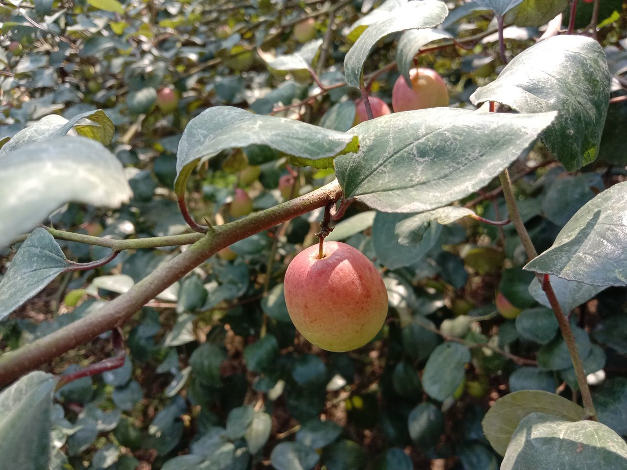 CLOSE-UP OF FRUITS ON TREE