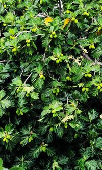 High angle view of plants