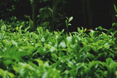 Close-up of green leaves