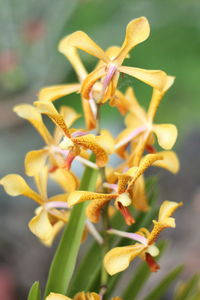 Close-up of flowers against blurred background