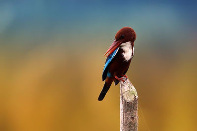 Close-up of bird perching on wood