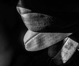 Close-up of woman hand against black background