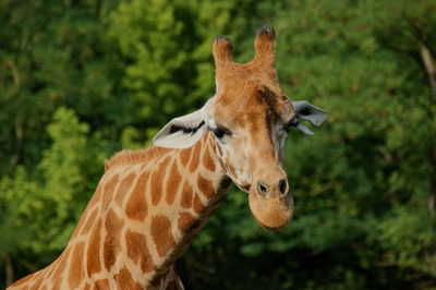 Close-up of a giraffe