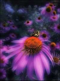 Close-up of purple flower