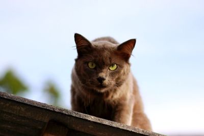 Close-up portrait of cat against sky