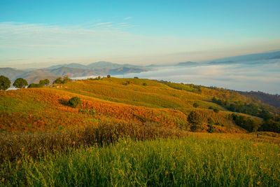landscape