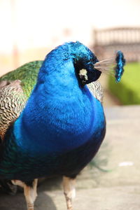 Close-up of peacock perching outdoors