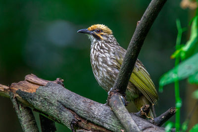 Close-up of bird perching on tree