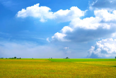 Scenic view of agricultural field against sky