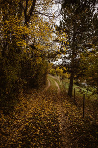 Trees growing in forest during autumn