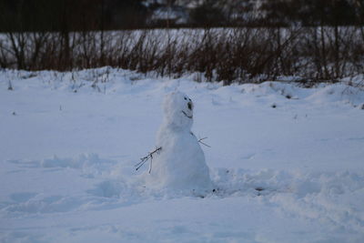 White dog on snow field