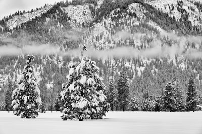 Pine trees in forest during winter