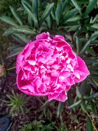 Close-up of pink rose
