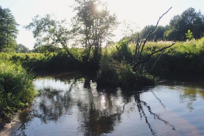 Scenic view of lake in forest against sky