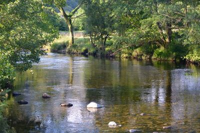 Swans swimming in lake