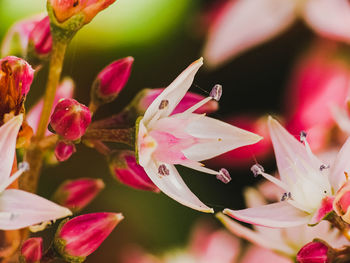 Close-up of pink cherry blossoms