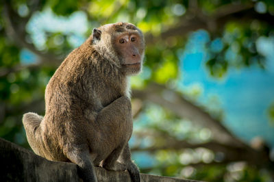 Low angle view of monkey sitting on tree