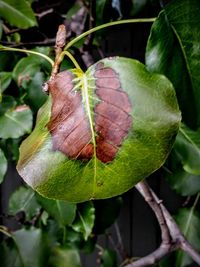 Close-up of butterfly on leaf