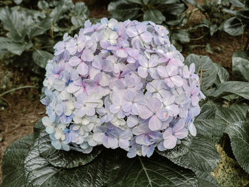 Close-up of fresh purple hydrangeas