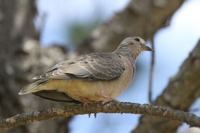 Close-up of bird perching on branch