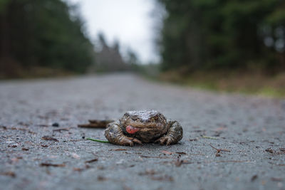 Frog killed by a car on a forest road