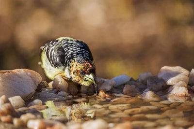 Close-up of crab on pebbles