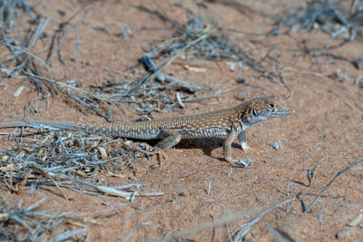 View of lizard on land