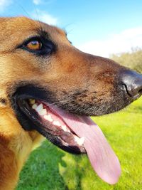 Close-up of dog against sky