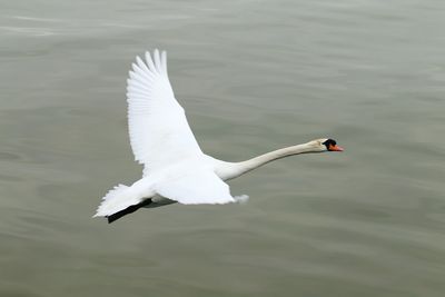 Close-up of swan swimming in lake