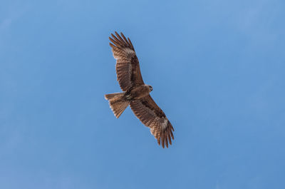 Low angle view of eagle flying against clear blue sky